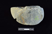 網墜藏品圖，第2張