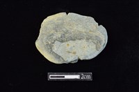 網墜藏品圖，第1張