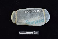 網墜藏品圖，第2張