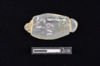 網墜藏品圖，第2張