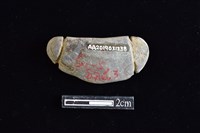 網墜藏品圖，第2張