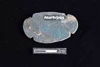 網墜藏品圖，第2張