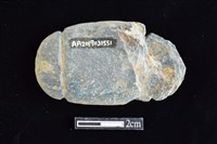 網墜藏品圖，第2張