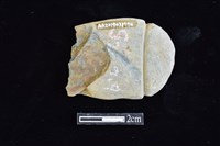 網墜藏品圖，第2張