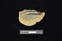 網墜藏品圖，第2張