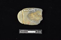 網墜藏品圖，第2張