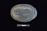 網墜藏品圖，第1張