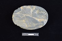 網墜藏品圖，第2張