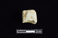 錛鑿形器藏品圖，第2張