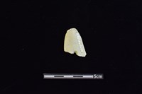 矛鏃形器藏品圖，第1張