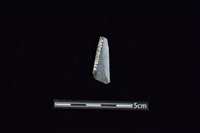 矛鏃形器藏品圖，第2張