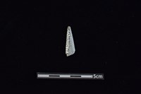 矛鏃形器藏品圖，第2張