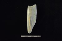 石鎚藏品圖，第2張