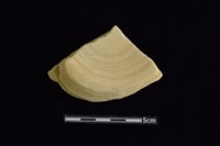 砥石藏品圖，第1張