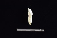 玉料藏品圖，第2張