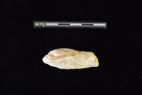 石材藏品圖，第1張