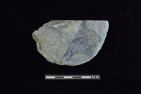 石圓片藏品圖，第1張