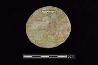 石圓片藏品圖，第2張