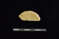 石圓片藏品圖，第1張