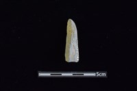 石鎚藏品圖，第1張