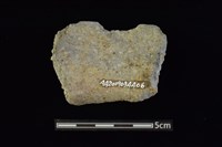 陶罐藏品圖，第2張