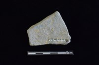 陶片藏品圖，第2張