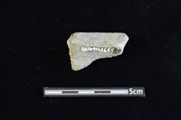 陶缽藏品圖，第2張