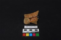 陶片藏品圖，第2張