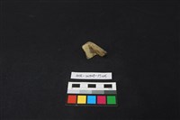 陶片藏品圖，第2張