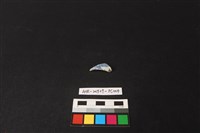 瓷片藏品圖，第1張