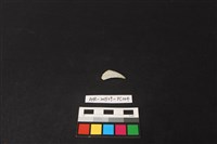 瓷片藏品圖，第2張