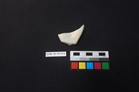 瓷片藏品圖，第1張