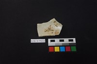 瓷盤藏品圖，第1張