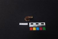 茶壺藏品圖，第2張