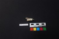 瓷片藏品圖，第3張