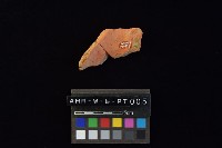 陶片藏品圖，第4張