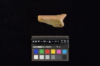 陶片藏品圖，第3張