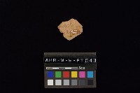 陶片藏品圖，第2張