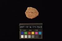 陶片藏品圖，第2張