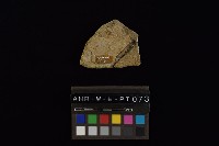 陶片藏品圖，第1張