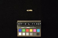 陶環藏品圖，第1張