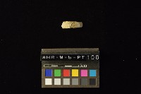 陶環藏品圖，第4張