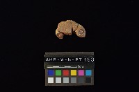 陶片藏品圖，第4張