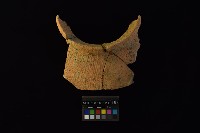 陶罐藏品圖，第3張