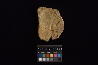 陶片藏品圖，第4張