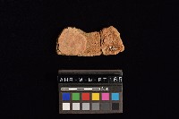 陶片藏品圖，第4張
