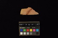 陶片藏品圖，第3張