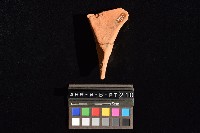 連杯形器藏品圖，第1張