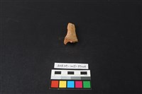 陶片藏品圖，第3張