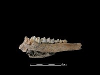 梅花鹿骨藏品圖，第2張